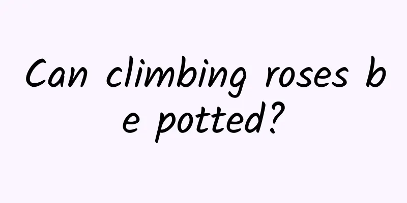 Can climbing roses be potted?