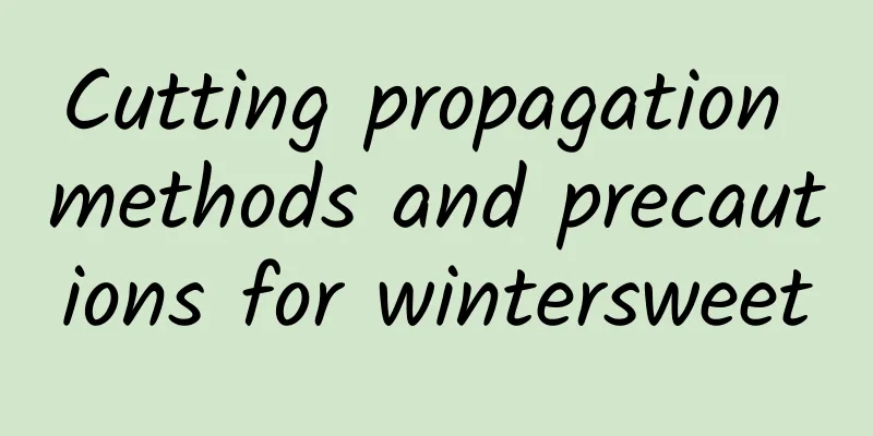 Cutting propagation methods and precautions for wintersweet