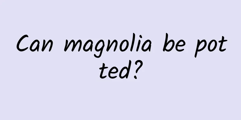Can magnolia be potted?