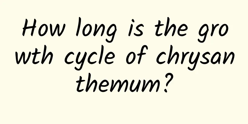 How long is the growth cycle of chrysanthemum?
