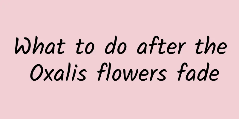 What to do after the Oxalis flowers fade