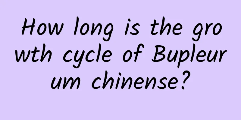 How long is the growth cycle of Bupleurum chinense?