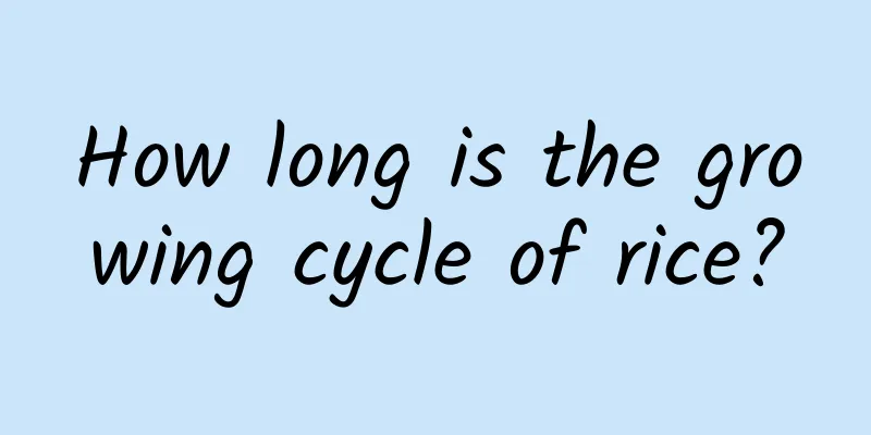 How long is the growing cycle of rice?
