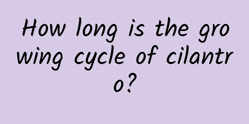 How long is the growing cycle of cilantro?