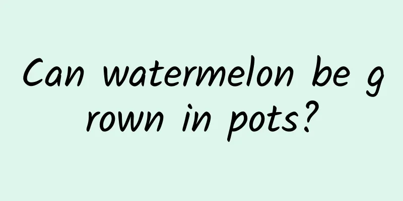 Can watermelon be grown in pots?