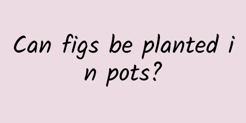 Can figs be planted in pots?
