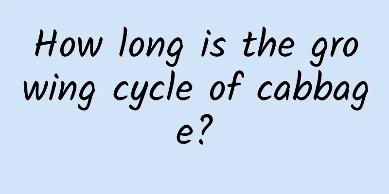 How long is the growing cycle of cabbage?
