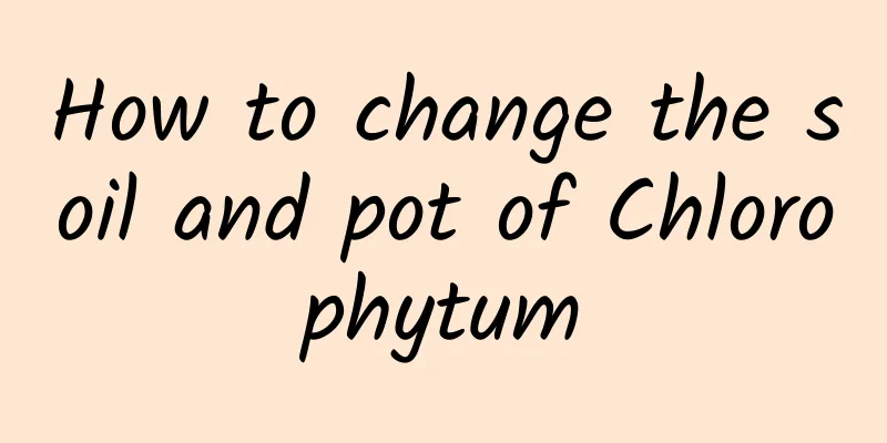 How to change the soil and pot of Chlorophytum