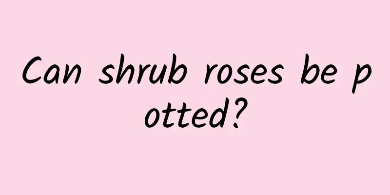 Can shrub roses be potted?