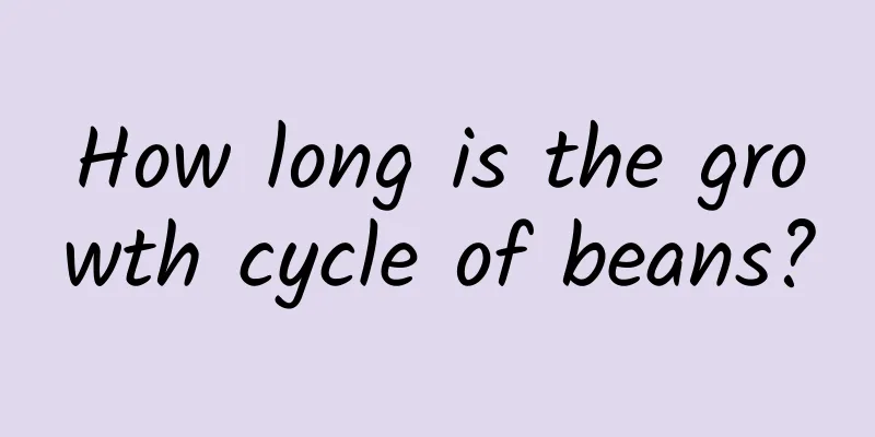 How long is the growth cycle of beans?