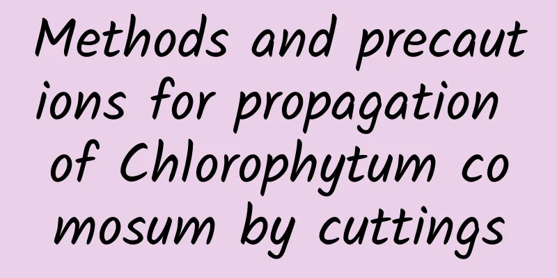 Methods and precautions for propagation of Chlorophytum comosum by cuttings
