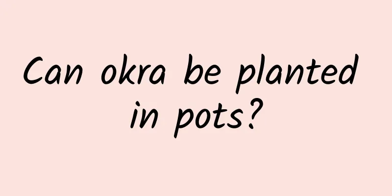 Can okra be planted in pots?