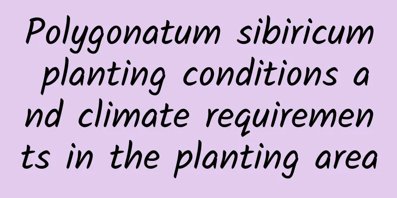 Polygonatum sibiricum planting conditions and climate requirements in the planting area