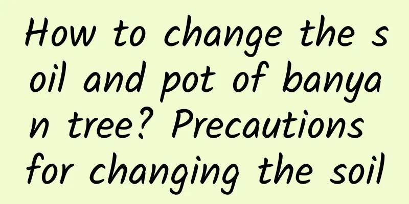 How to change the soil and pot of banyan tree? Precautions for changing the soil