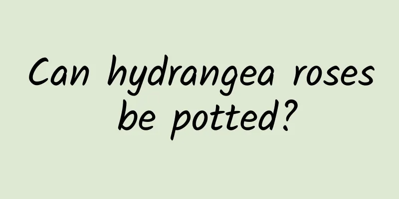 Can hydrangea roses be potted?