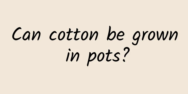 Can cotton be grown in pots?