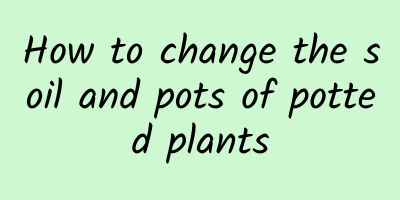 How to change the soil and pots of potted plants