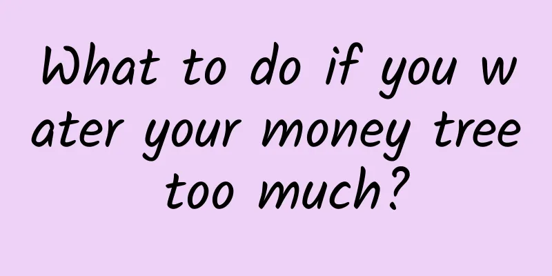 What to do if you water your money tree too much?