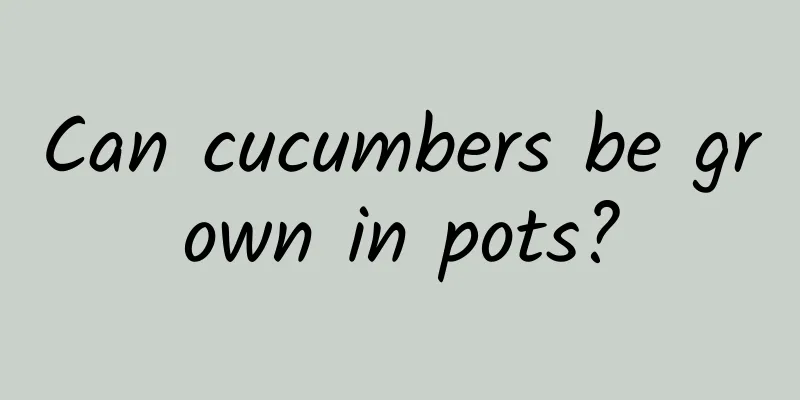 Can cucumbers be grown in pots?
