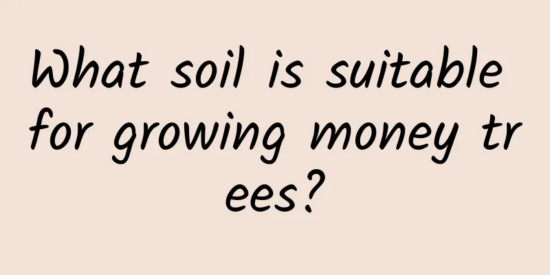 What soil is suitable for growing money trees?