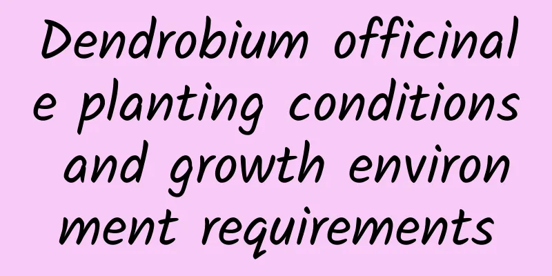 Dendrobium officinale planting conditions and growth environment requirements