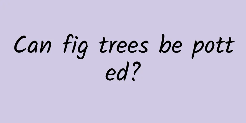 Can fig trees be potted?