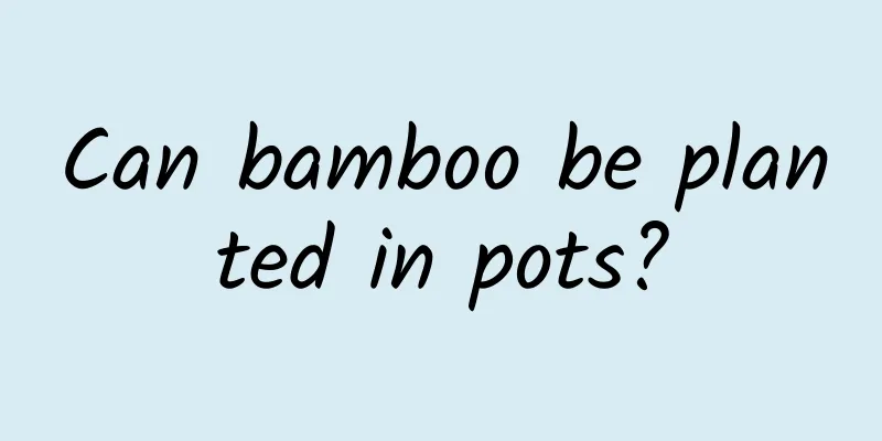 Can bamboo be planted in pots?
