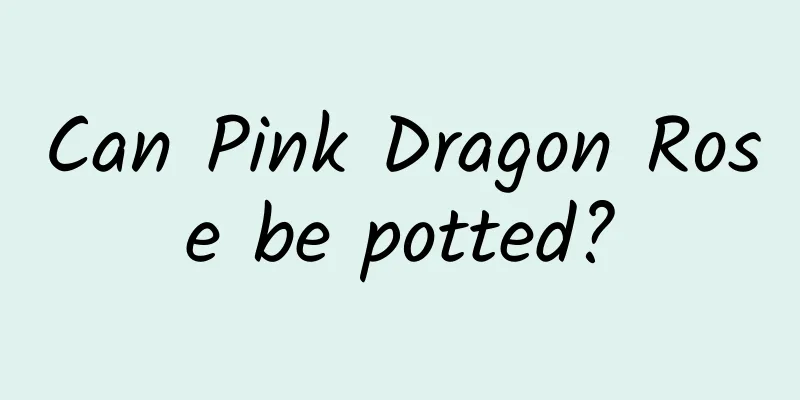 Can Pink Dragon Rose be potted?