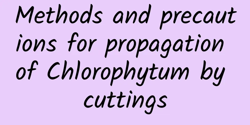 Methods and precautions for propagation of Chlorophytum by cuttings