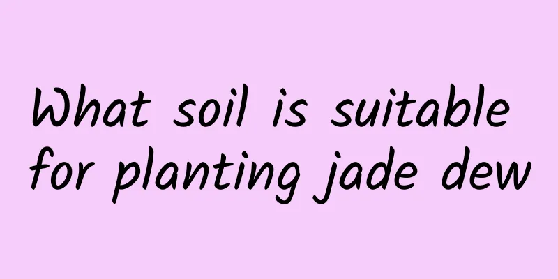What soil is suitable for planting jade dew
