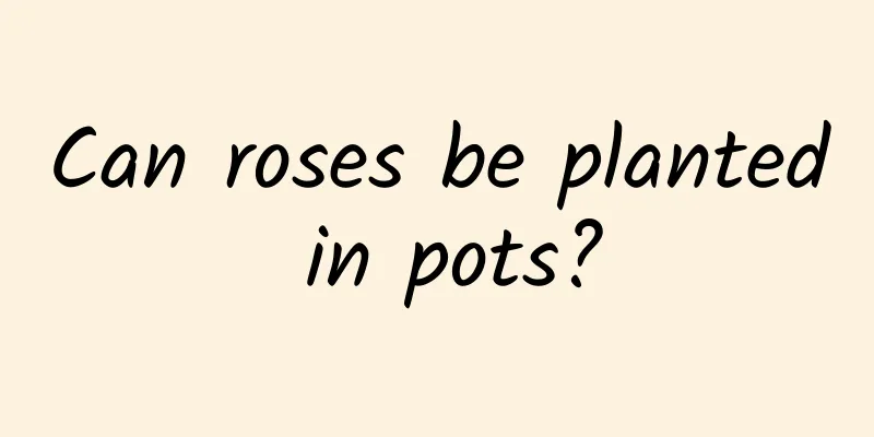 Can roses be planted in pots?