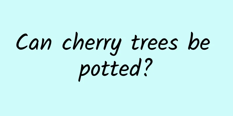 Can cherry trees be potted?