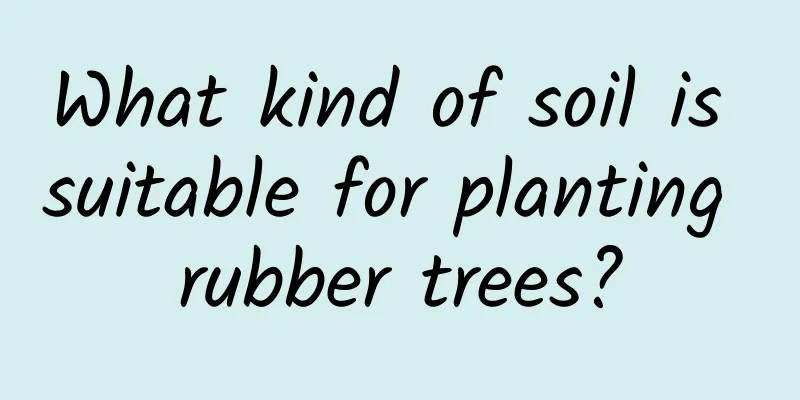 What kind of soil is suitable for planting rubber trees?