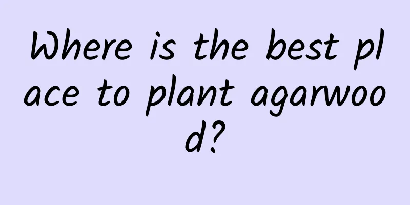 Where is the best place to plant agarwood?