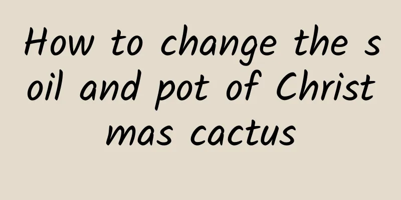 How to change the soil and pot of Christmas cactus
