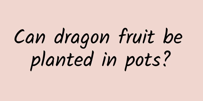 Can dragon fruit be planted in pots?
