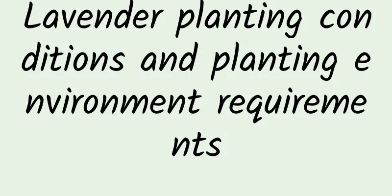 Lavender planting conditions and planting environment requirements