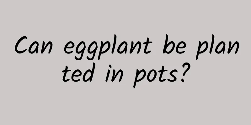 Can eggplant be planted in pots?