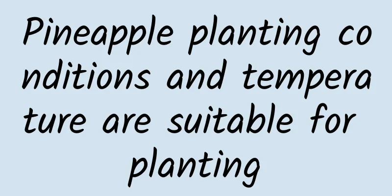 Pineapple planting conditions and temperature are suitable for planting