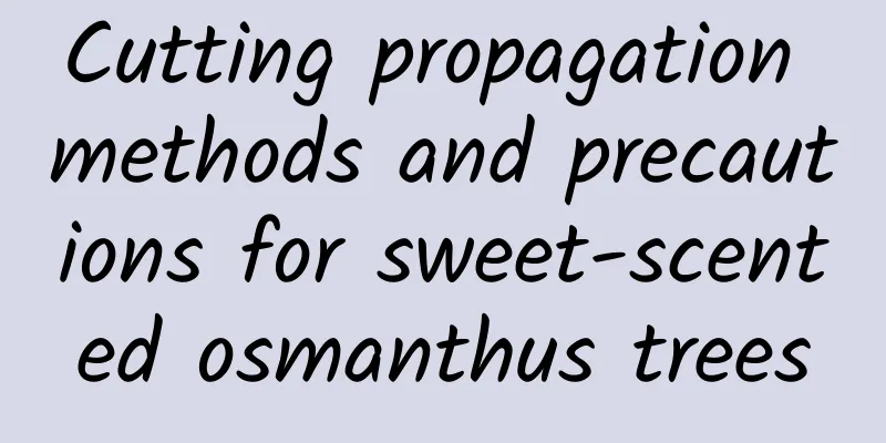 Cutting propagation methods and precautions for sweet-scented osmanthus trees