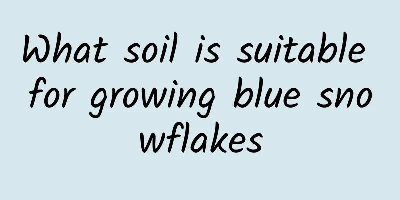 What soil is suitable for growing blue snowflakes