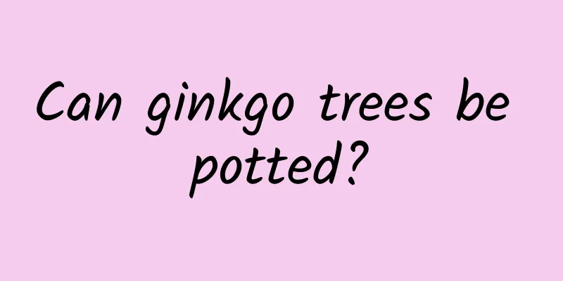 Can ginkgo trees be potted?
