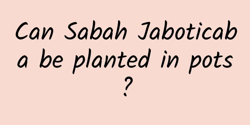 Can Sabah Jaboticaba be planted in pots?