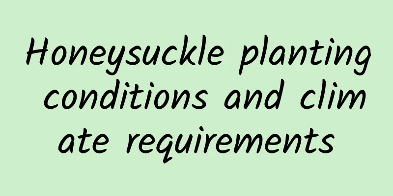 Honeysuckle planting conditions and climate requirements