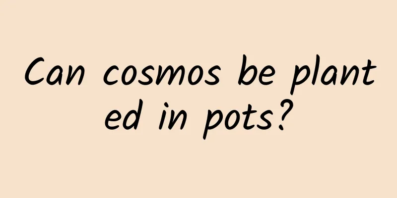 Can cosmos be planted in pots?