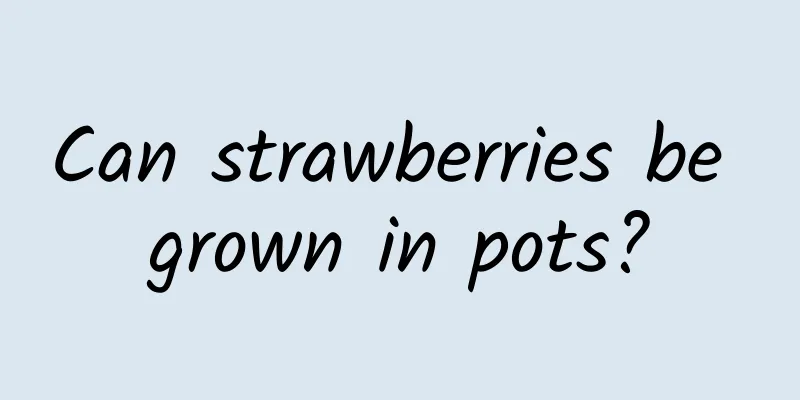 Can strawberries be grown in pots?