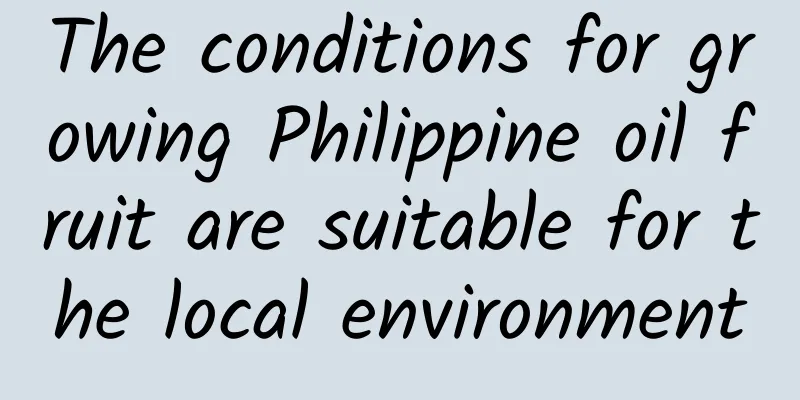 The conditions for growing Philippine oil fruit are suitable for the local environment
