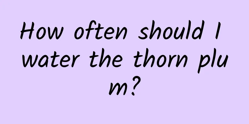 How often should I water the thorn plum?