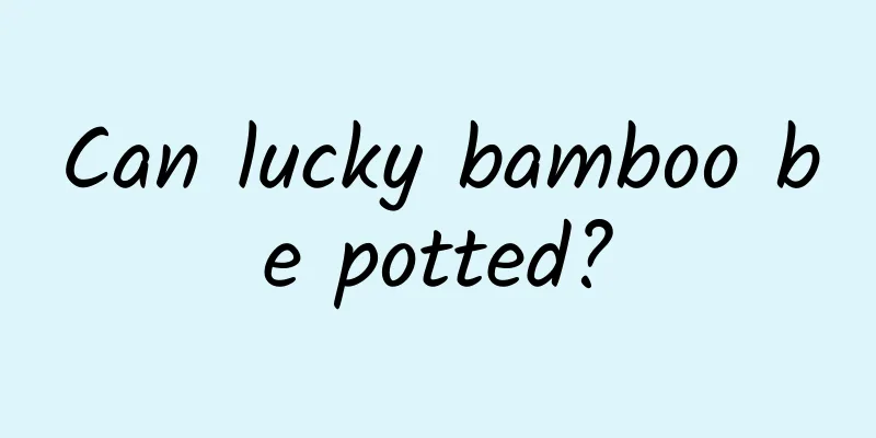 Can lucky bamboo be potted?