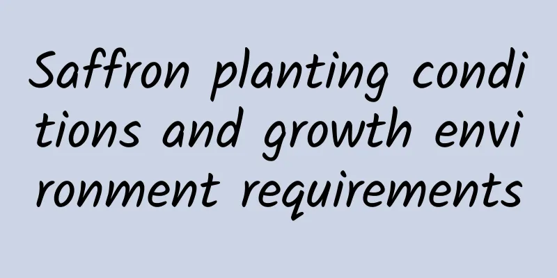 Saffron planting conditions and growth environment requirements
